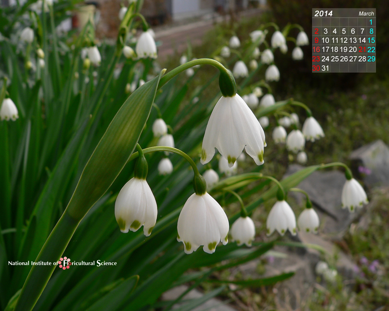 花き研究所 壁紙 スノーフレーク Leucojum Aestivum スズランスイセン 農研機構
