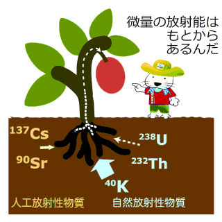 微量の放射能はもとからあるんだ： 土の中にある自然放射性物質（K-40、U-238、Th-232）と人工放射性物質（Sr-90、Cs-137）が作物に取り込まれ、食べ物の中に入っていく。 （さし絵）