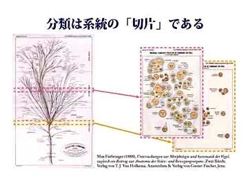 系統と分類の関係を説明する図（分類は系統の「切片」である）（第５回農環研サイエンスカフェ）（スクリーン画像）