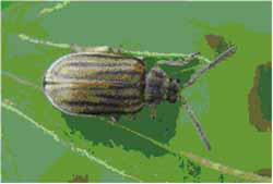 Regweed beetle