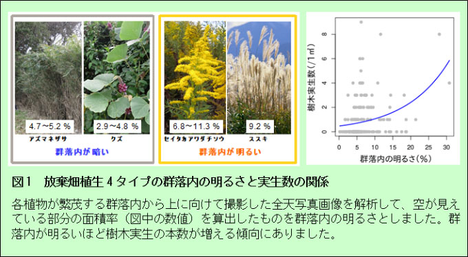 図1　放棄畑植生4タイプの群落内の明るさと実生数の関係: 各植物が繁茂する群落内から上に向けて撮影した全天写真画像を解析して、空が見えている部分の面積率（図中の数値）を算出したものを群落内の明るさとしました。群落内が明るいほど樹木実生の本数が増える傾向にありました。