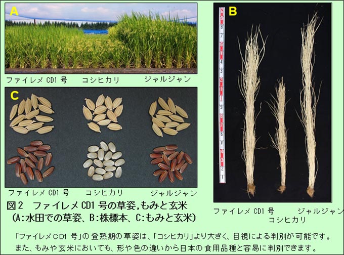 図2 ファイレメCD1号の草姿,もみと玄米（A:水田での草姿、B:株標本、C:もみと玄米）: 「ファイレメCD1号」の登熟期の草姿は、「コシヒカリ」より大きく、目視による判別が可能です。また、もみや玄米においても、形や色の違いから日本の食用品種と容易に判別できます。