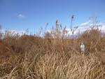 立ち枯れたセイタカアワダチソウに覆われた不作付水田（2012年12月、福島県警戒区域内）
