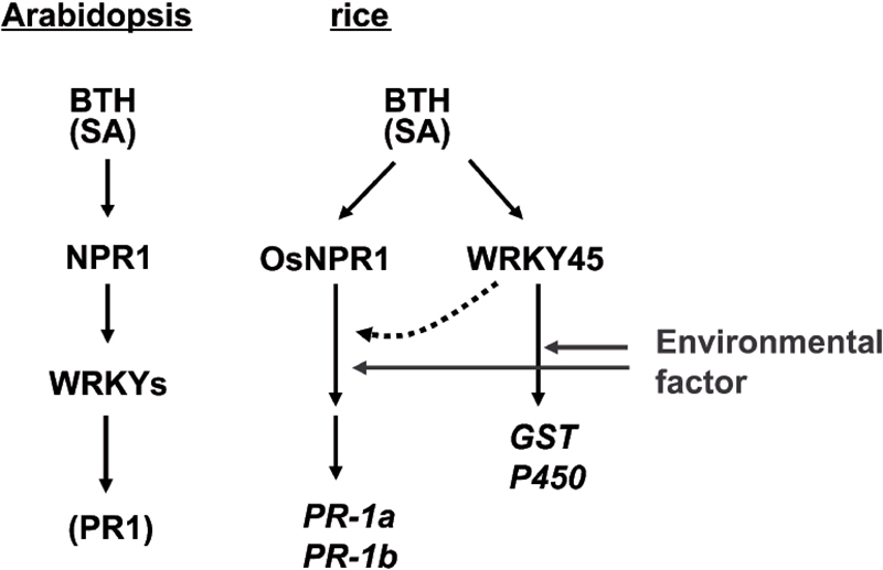 Fig. 3 Growth and PR-gene expression in WRKY45-ox rice plants under different growth conditions