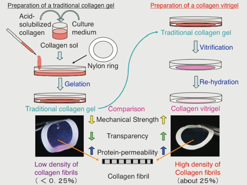 Fig. 1 Preparation methods of a traditional collagen gel and a novel collagen vitrigel and comparison of their properties