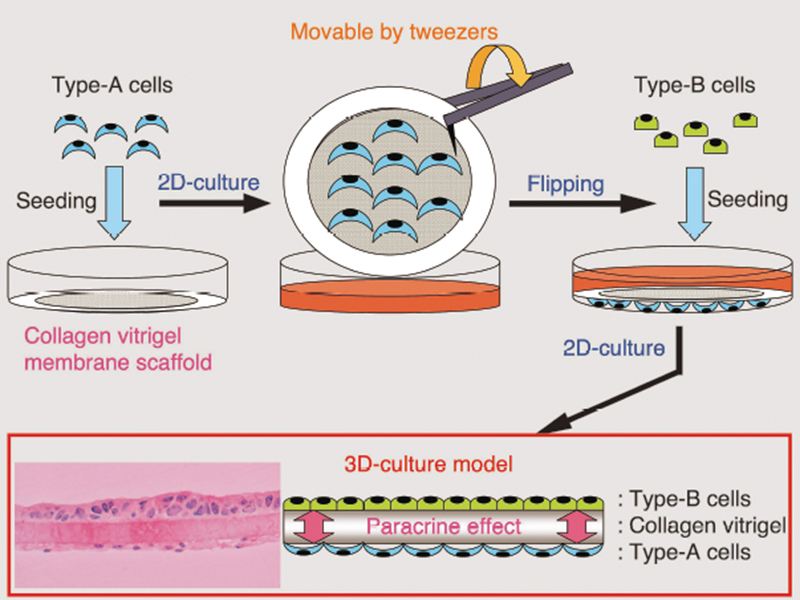 Fig. 2 Advantages of the culture technology utilizing a support material-embedded collagen vitrigel membrane scaffold