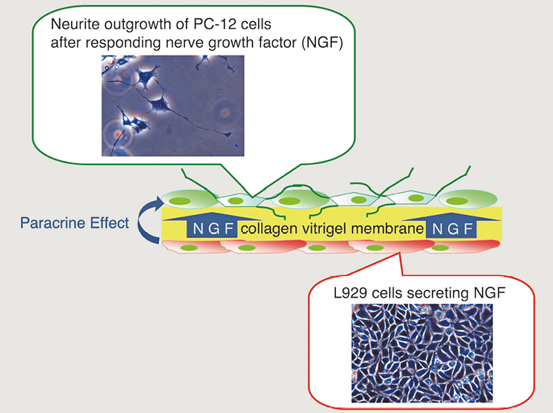 Fig. 3 Paracrine effect between different types of cells via a collagen vitrigel membrane scaffold