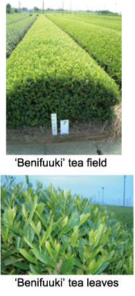 benifuuki_field_leaves