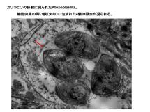 カワラヒワの肝臓に見られたAtoxoplasma