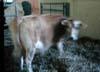 BSE罹患牛、神経質に前肢で敷料を掻いている。