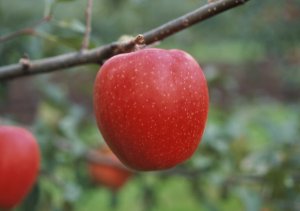 リンゴ品種「ひめかみ」の結実状況