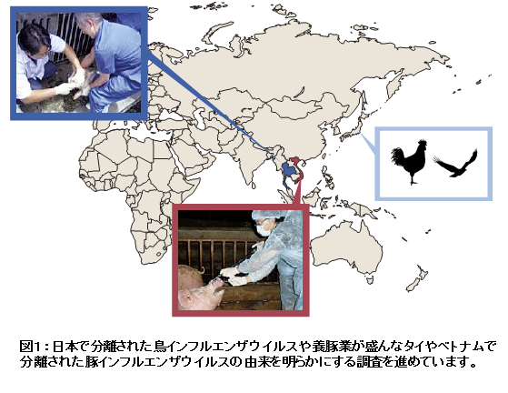 図1:日本で分離された鳥インフルエンザウイルスや養豚業が盛んなタイやベトナムで分離された豚インフルエンザウイルスの由来を明らかにする調査を進めています。