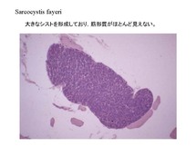 Sarcocystis fayeri