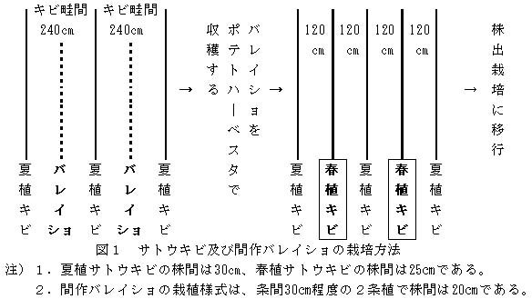 間作バレイショを自走式ポテトハーベスタで収穫するためのサトウキビ