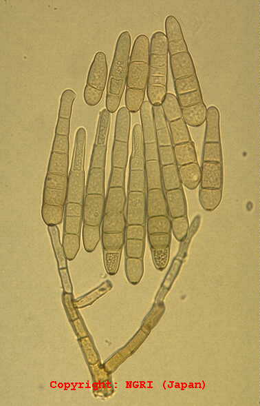 helminthosporium heveae