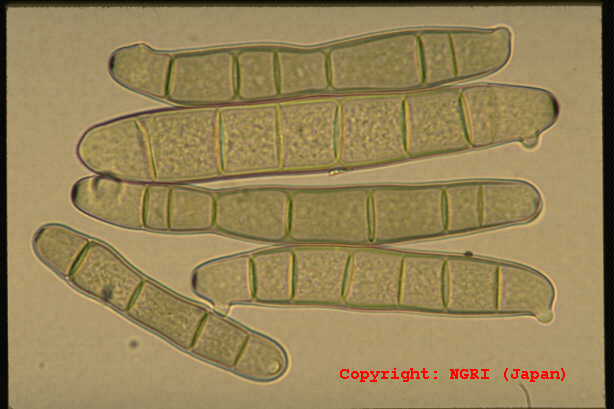 Drechslera helminthosporium Boala helminthosporium