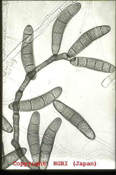 helminthosporium conidia féreg fergek
