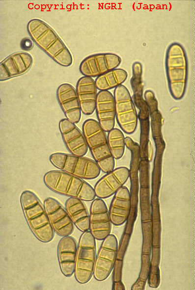 Drechslera helminthosporium. Crop Science | Magyarország - Kórokozók