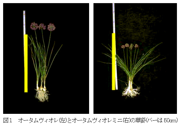 秋咲きアリウムの鉢物 花壇用新品種 オータムヴィオレミニ