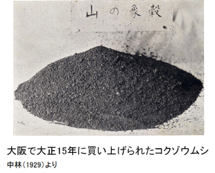 大阪で大正15年に買い上げられたコクゾウムシ