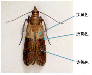 ノシメマダラメイガ成虫の特徴