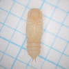 コクヌストモドキの蛹