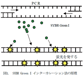 図1. SYBR Green I インターカレーション法の原理