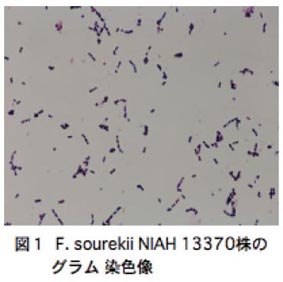 図1 F.sourekii NIAH 13370株のグラム染色像