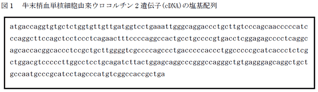 図1 牛末梢血単核細胞由来ウロコルチン2 遺伝子(cDNA)の塩基配列