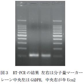 図3 RT-PCR の結果 左右は分子量マーカー
