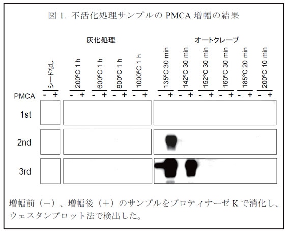 図1. 不活化処理サンプルのPMCA 増幅の結果