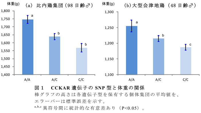 図1 CCKAR遺伝子のSNP型と体重の関係