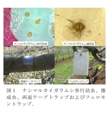 図1 ナシマルカイガラムシ歩行幼虫、雄成虫、両面テープトラップおよびフェロモントラップ.