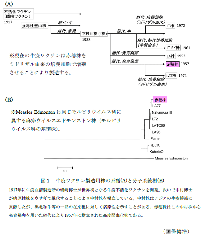 図1 牛疫ワクチン製造用株の系譜(A)と分子系統樹(B)