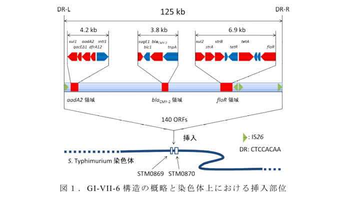 図1.GI-VII-6構造の概略と染色体上における挿入部