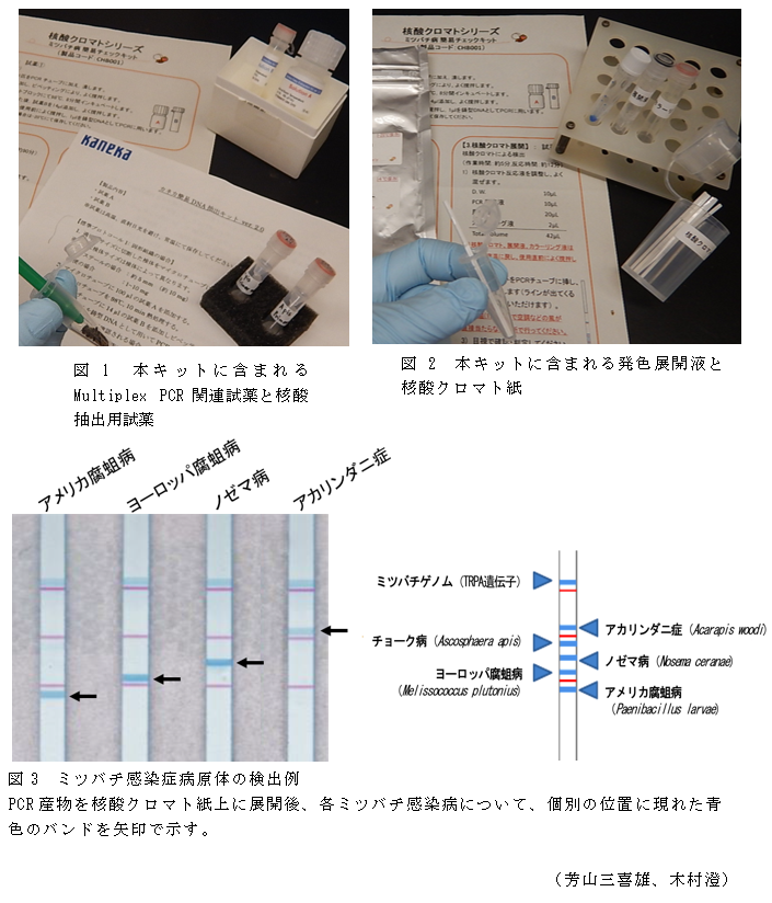 図1 本キットに含まれる Multiplex PCR関連試薬と核酸抽出用試薬,図2 本キットに含まれる発色展開液と核酸クロマト紙,図3 ミツバチ感染症病原体の検出例
