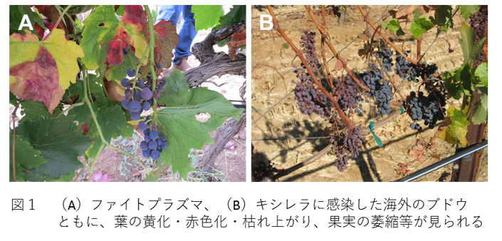 図1 (A)ファイトプラズマ、(B)キシレラに感染した海外のブドウとともに、葉の黄化・赤色化・枯れ上がり、果実の萎縮等が見られる