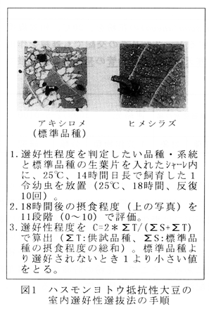 図1  ハスモンヨトウ抵抗性大豆の室内選好性選抜法の手順