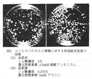 図2 コシヒカリのカルス増殖に対する培地組成改変の効果