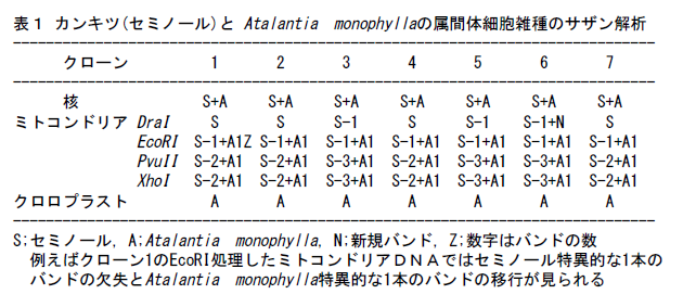 表1 カンキツ(セミノール)とAtalantia monoplyllaの属間体細胞雑種のサザン解析