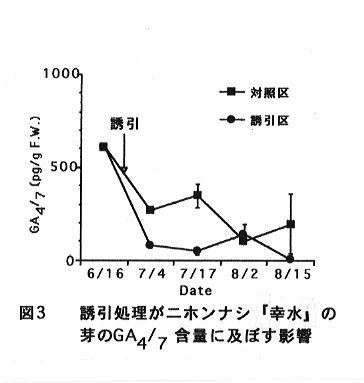 図3 誘引処理がニホンナシ「幸水」の芽のGA4/7含量に及ぼす影響