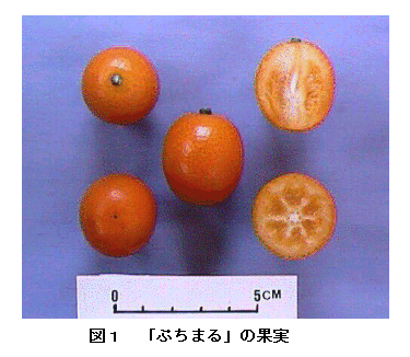 図1 「ぷちまる」の果実