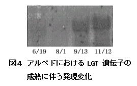 図4 アルベドにおけるLGT遺伝子の成熟に伴う発現変化