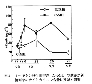 図2 オーキシン移行阻害剤(C-MH)の散布が新梢側芽のサイトカイニン含量に及ぼす影響