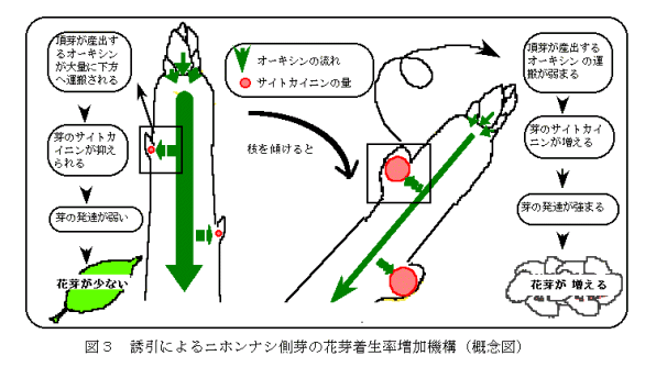 図3 誘引によるニホンナシ側芽の花芽着生率増加機構