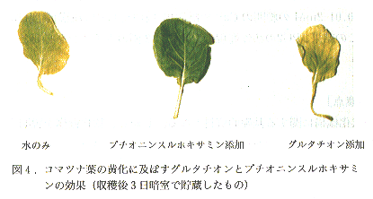 図4 コマツナ葉の黄化に及ぼすグルタチオンとブチオニンスルホキサミンの効果