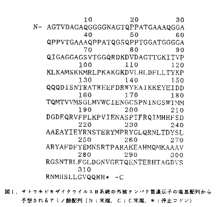図1 サトウキビモザイクウイルスB系統の外被タンパク質遺伝子の塩基配列から予想されるアミノ酸配列