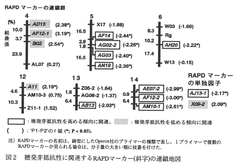 図2.穂発芽抵抗性に関連するRAPDマーカーの連鎖地図