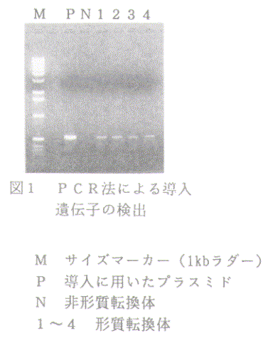 図1.PCR法による導入遺伝子の検出