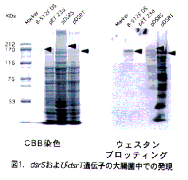 図1 dsrSおよびdsrT遺伝子の大腸菌中での発現